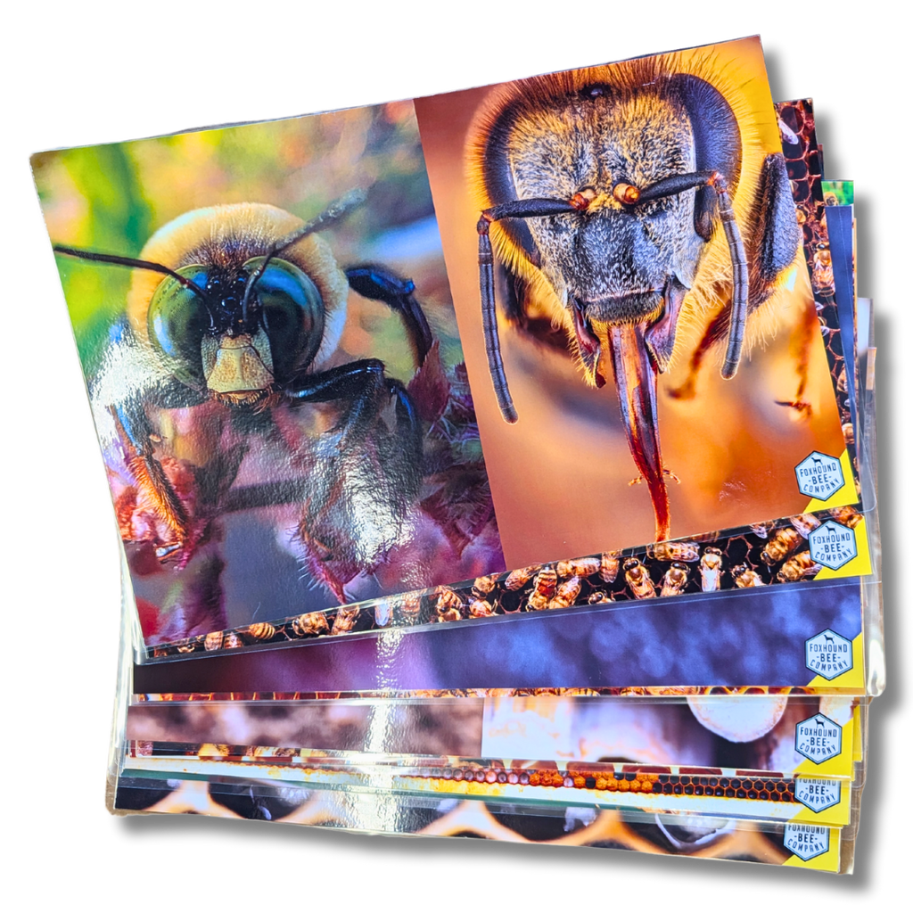 Educational Beekeeping Cards