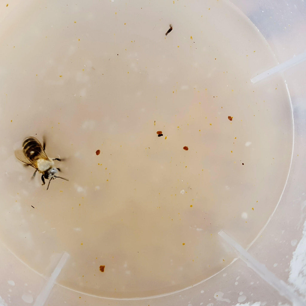 Varroa Easy Check