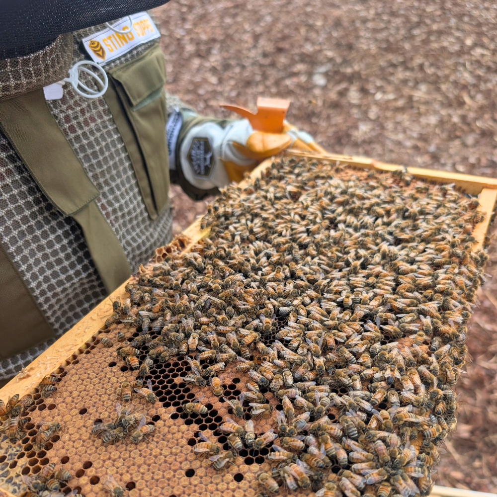 Bee School - One Day Class