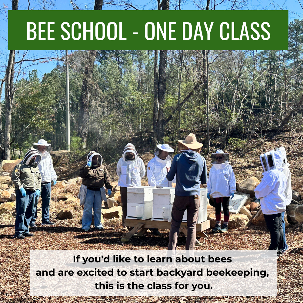 Bee School - One Day Class
